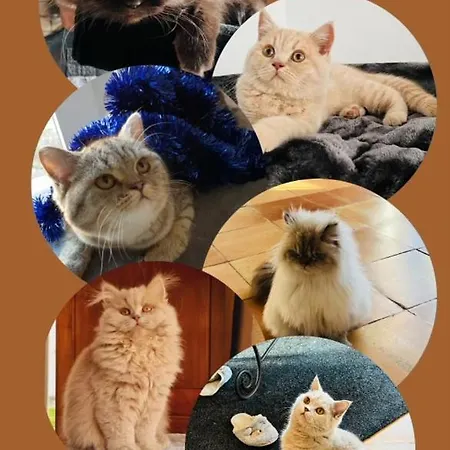 Dans Maison Basque Typique Amendeuix-Oneix